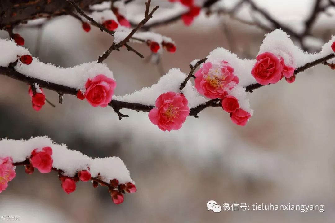 我们终在冬日相遇了 执起你的手臂 请给我折下 这雪中第一朵绽放的梅