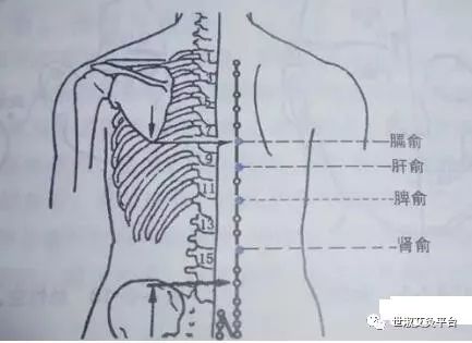 ④肾俞穴,脾俞穴