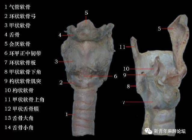 图2甲状软骨板深面的结构