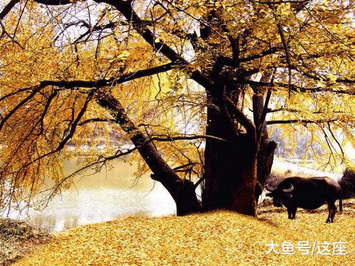 中国最古老银杏树: 2500年前老子种植, 如今竟长成了"