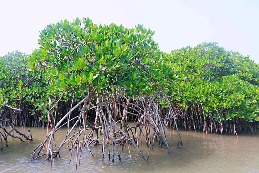 喜讯海口东寨港红树林旅游区荣获海上旅游客运企业服务质量aaa单位