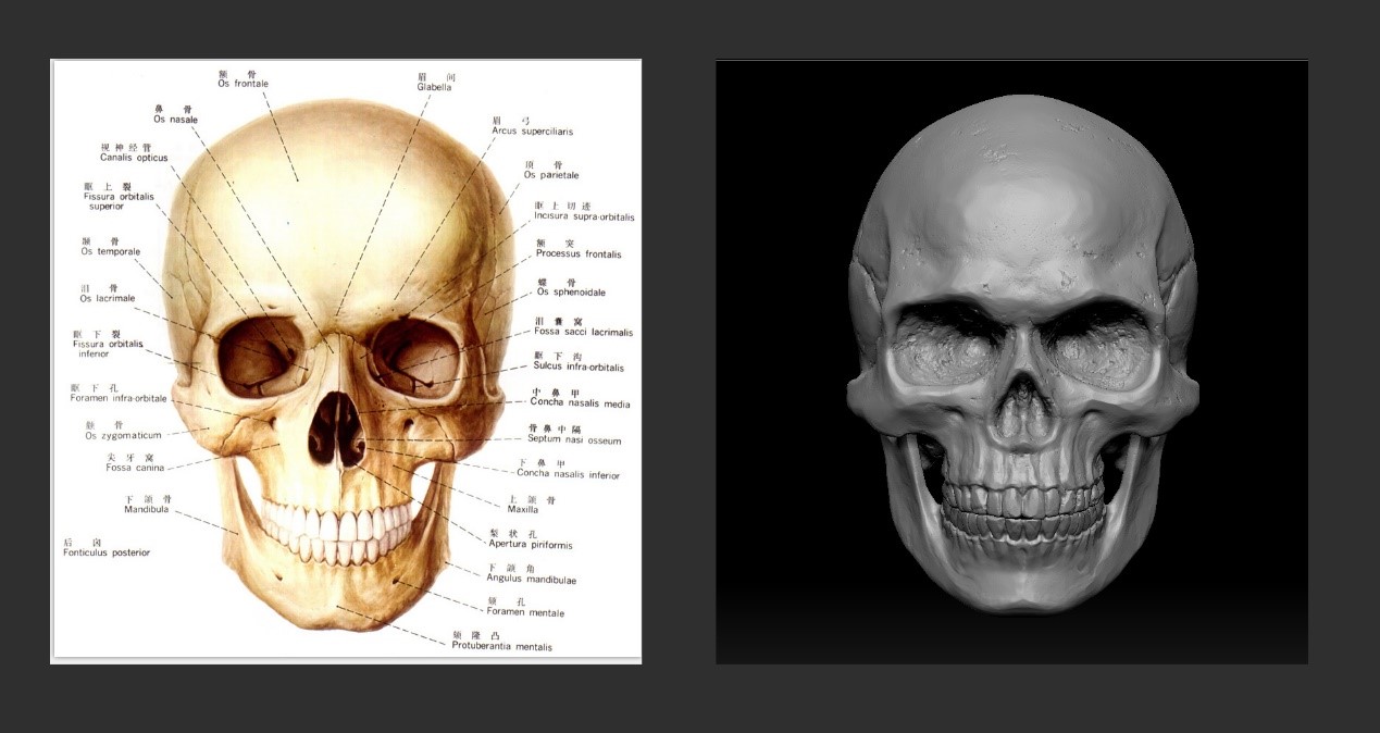 zb基础——头骨雕刻