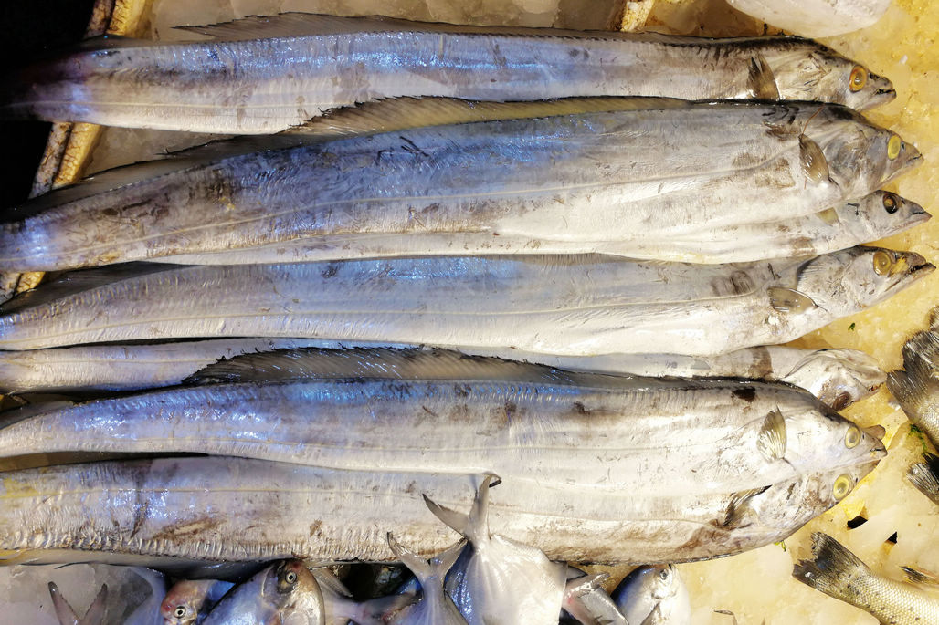 大带鱼180元一斤石斑鱼35元一斤鲻鱼7元价差大