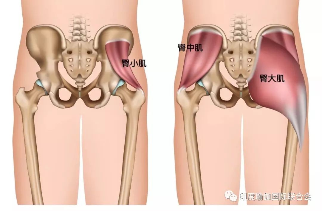 了解臀部肌肉解剖科学有效地瑜伽翘臀