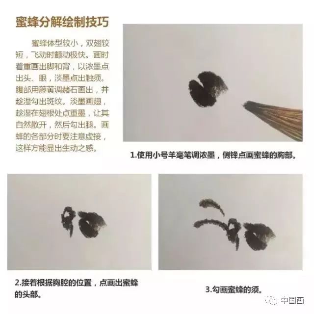 国画教程蜜蜂画法