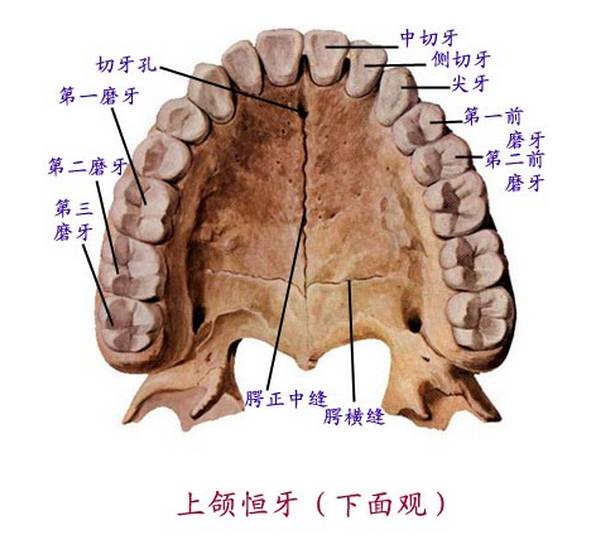 精美口腔解剖图