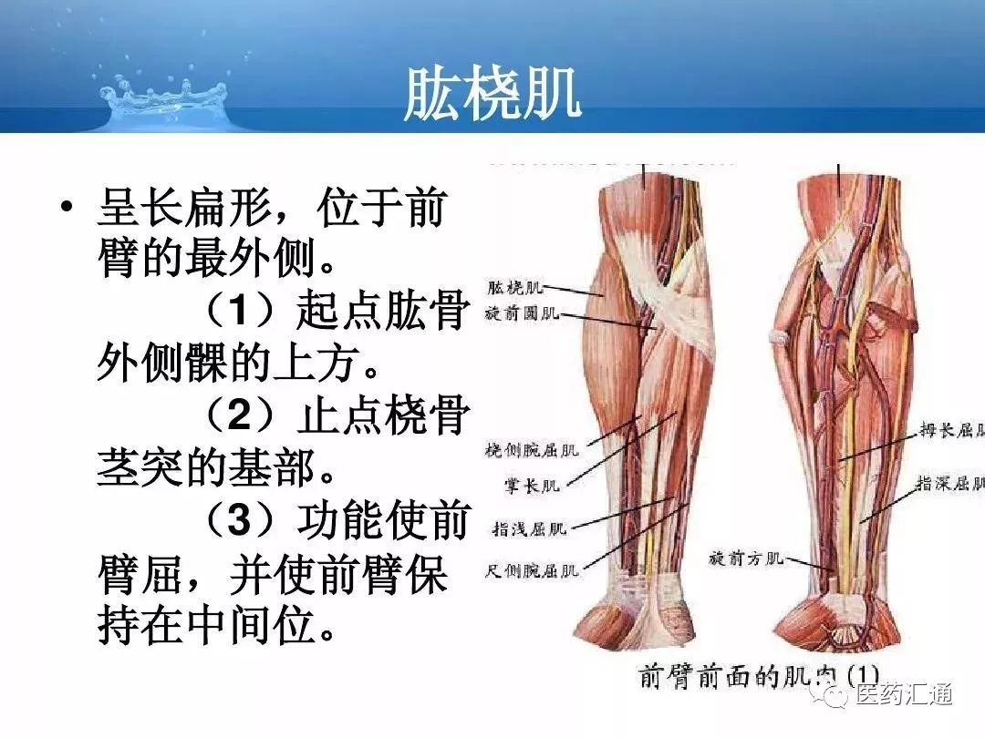 人体关节和肌肉解剖基础知识汇总