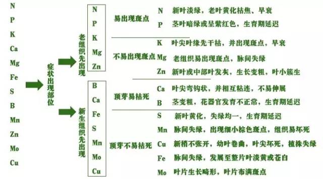 园林植物缺素表现及各种元素的作用