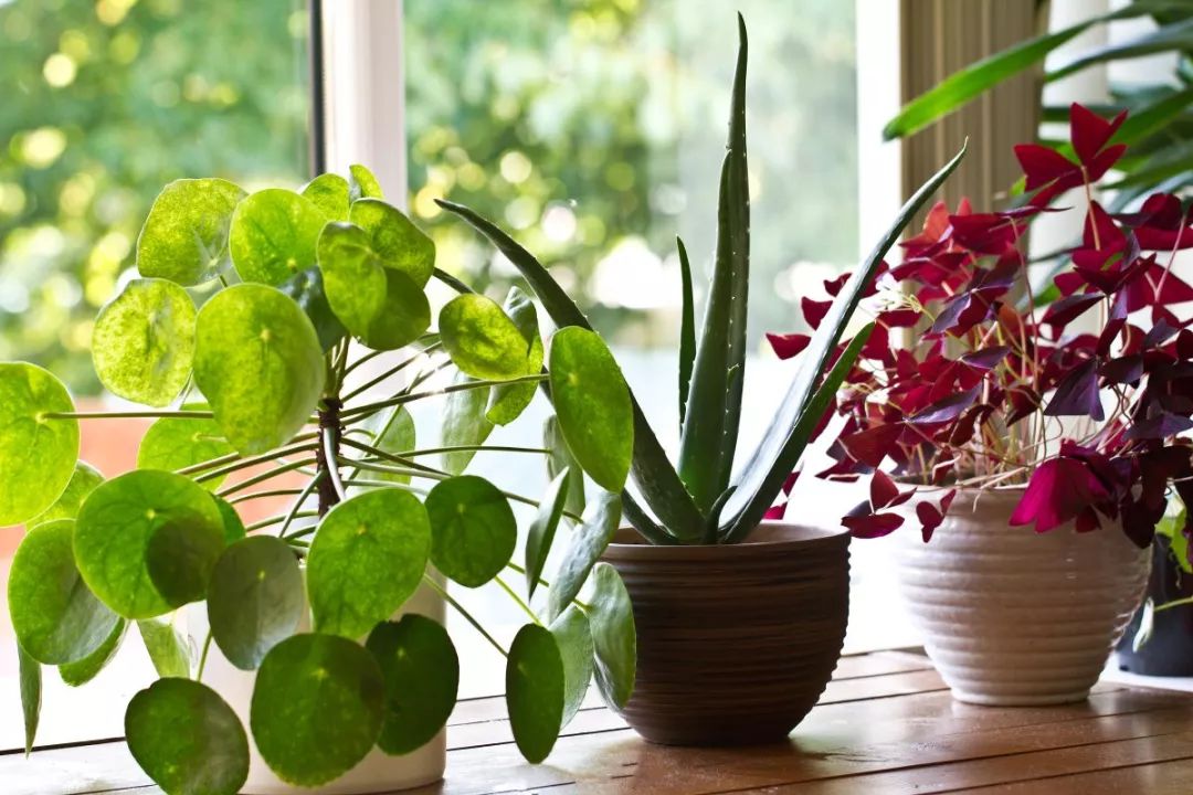 家里种绿植真能对抗雾霾吗?