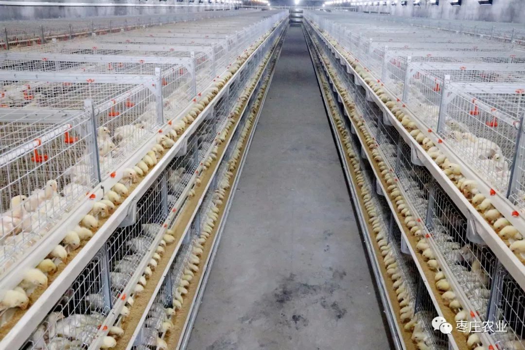 现代化肉鸡养殖(2016年滕州市春雨养殖专业合作社)