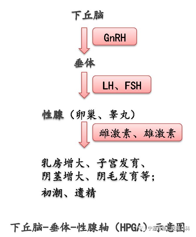 此试验,首先我们需要了解正常青春发育下丘脑-垂体-性腺轴(hpga)发动