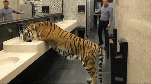 老外看到老虎在喝水,本以为是恶搞,发现是真老虎以后撒腿就跑