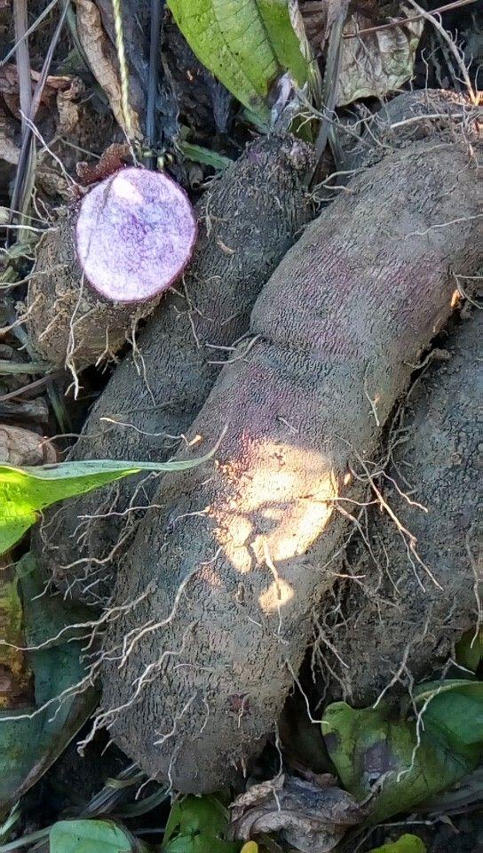 这个红薯长在高山有的地区叫做紫淮山当地却另有叫法