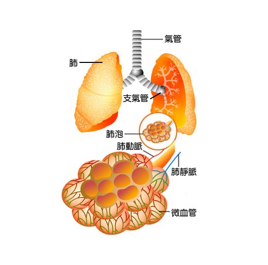 肺大泡是如何形成的