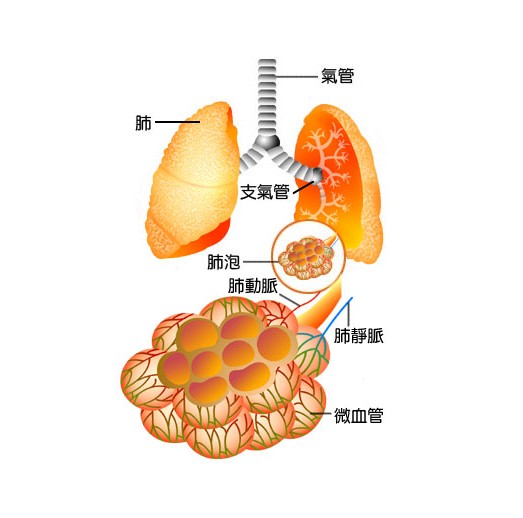 资讯中心 > 正文  肺大泡是怎么形成的 肺大泡指大泡性肺气肿属于一类