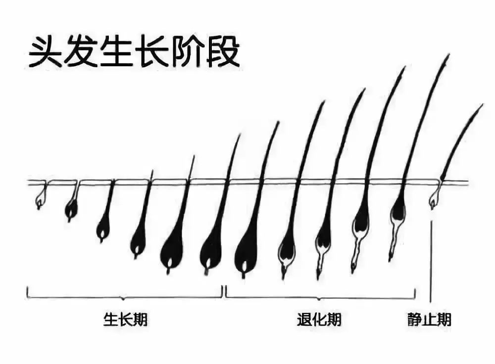 每天掉多少根头发才会秃你猜