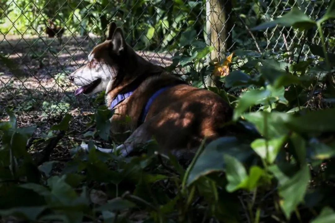 狗狗走失一年半，主人竟在2000公里外找到了它！