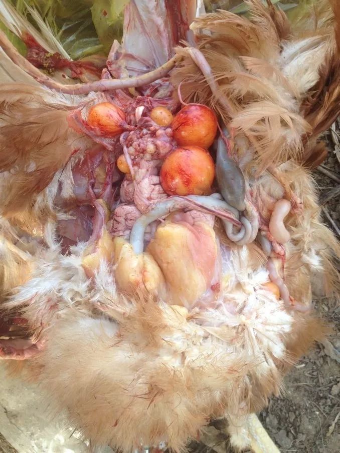 蛋鸡生产中危害最大的寄生虫病之一——绦虫病
