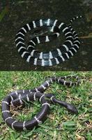 中国十大毒蛇之一的银环蛇你是否见过真实的