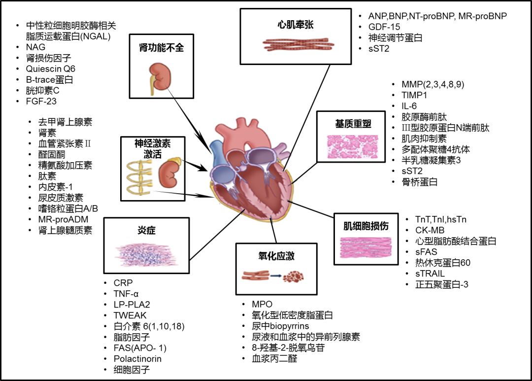 各种不同的病理生理学途径共同导致了心衰疾病的发生和进展,图上所示