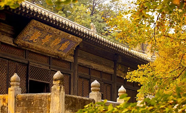 在天心寺古刹里,有一棵1200多年的古银杏树,与寺庙风雨相伴.