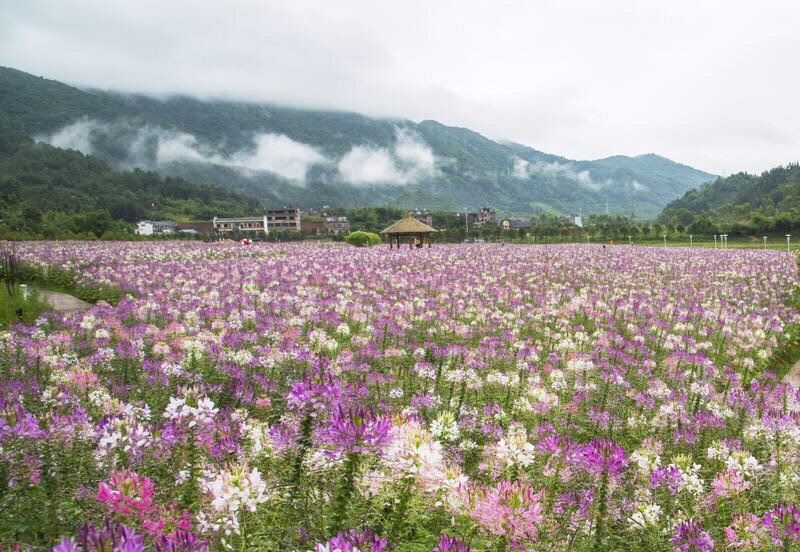 黄姚花海 一年四季艳丽的花朵竞相绽放,千亩的黄姚花海倚靠在仙女