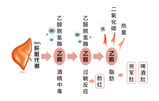 酒精也就是乙醇,在人体内的分解代谢主要靠体内的两种酶,一种是乙醇