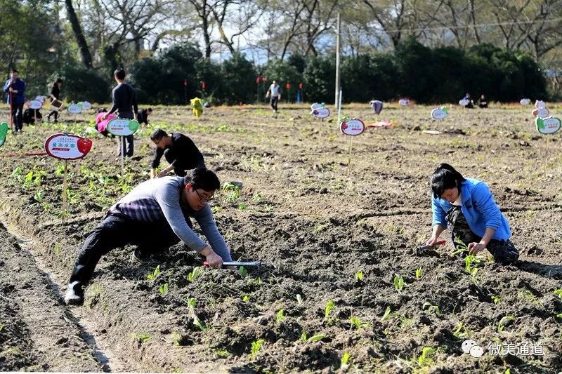 通道这里有个共享农场认领一块种菜咯