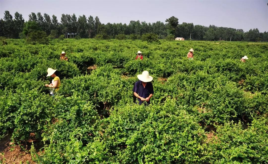 光照,非常适合金银花生长,经过1500年的人工驯化和种植,封丘的金银花