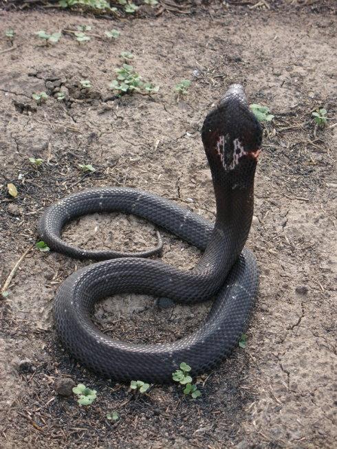 中国十大毒蛇之一的舟山眼镜蛇,学名中华