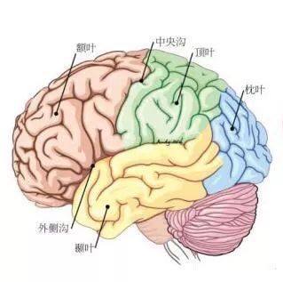 颞叶是人的听觉中枢所在地,位置在大脑半球的外侧方,从前下方斜向后