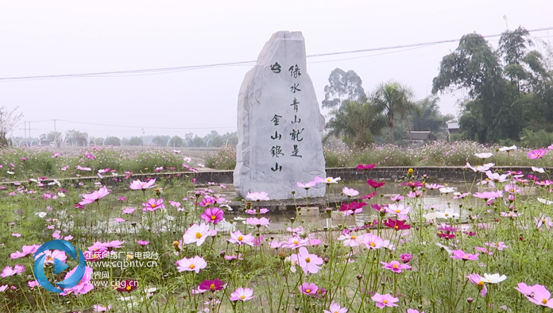 在重庆荣昌区仁义镇香草汇,上百亩格桑花开得正艳,吸引着游客闻香而去