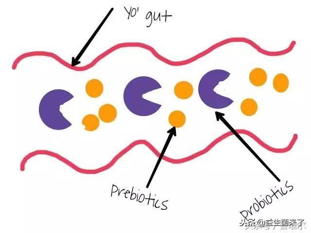 益生菌,你给孩子吃对了吗?这样吃,才不会伤害孩子,真正健康!