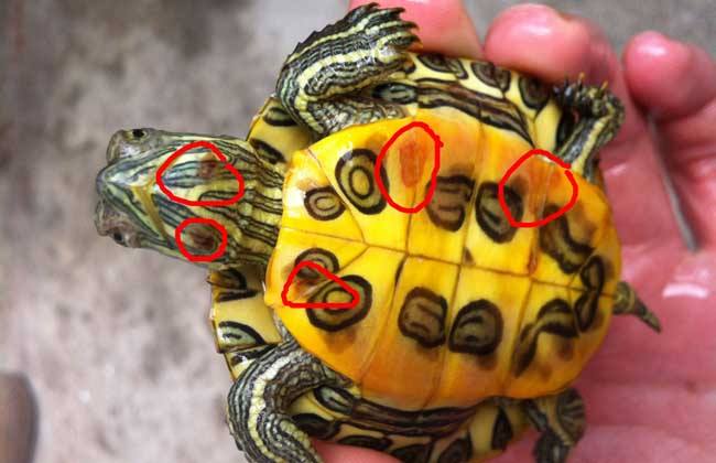 巴西龟也叫红耳龟红耳彩龟