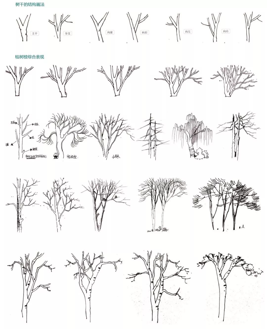4.4树干画法