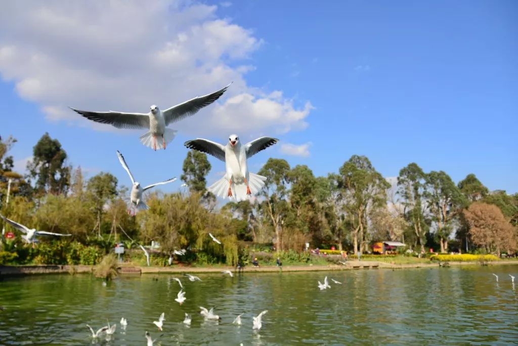 滇池海埂公园一景图片