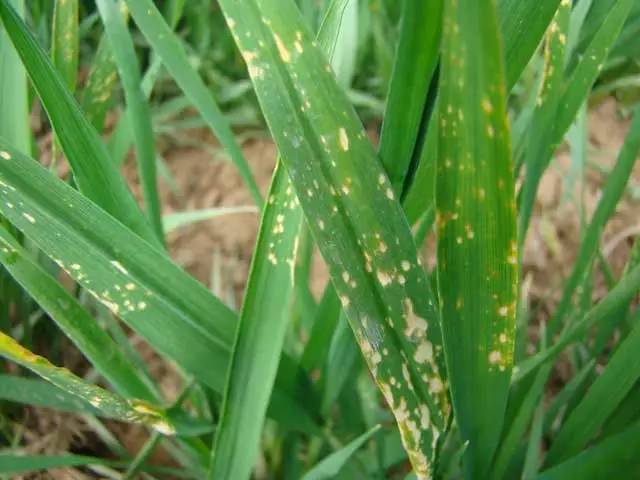 小麦病毒病,冻害,除草剂药害图解