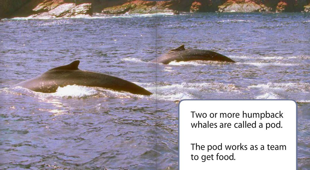humpback whales eat little fish and krill.