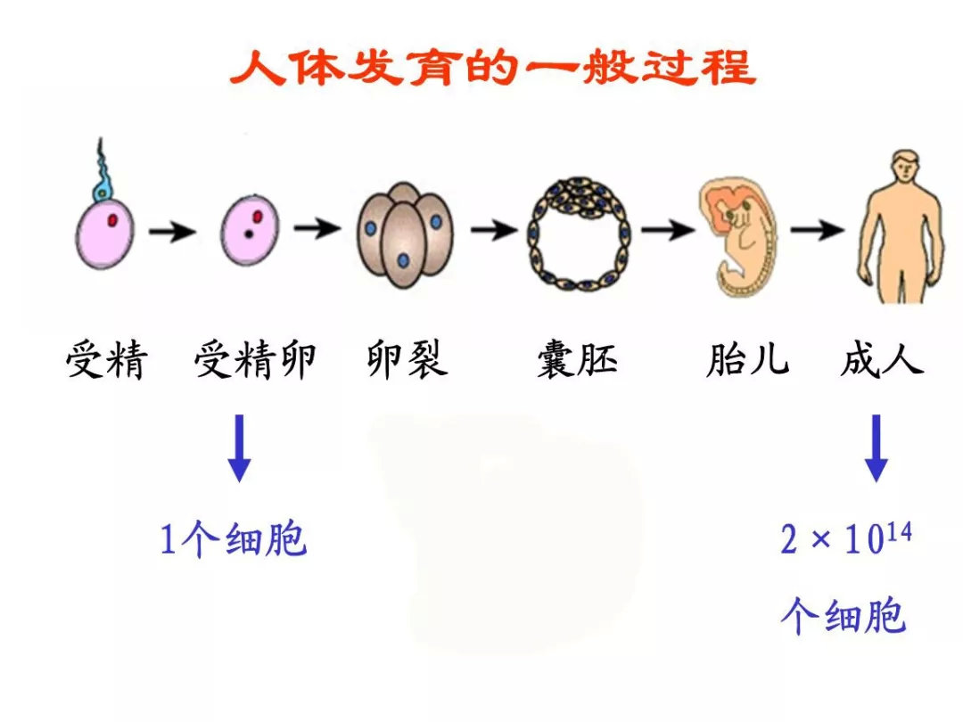 母婴 正文  在试管婴儿过程中目前用的两种移植即为囊胚移植和鲜胚