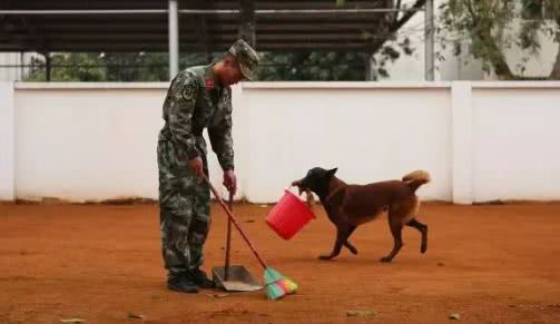 03据悉,犬类寿命通常有10到15年,但军犬通常2到3岁参军服役,在8到10