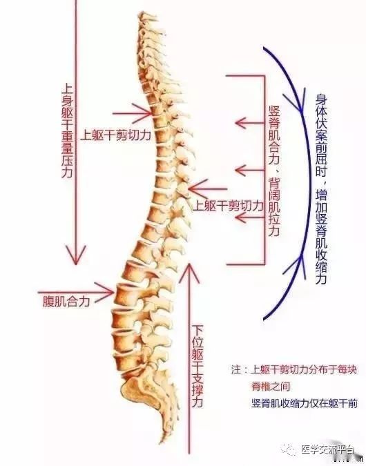 胸椎 四,骶尾椎 站走不成蹲着行,咳嗽翻身更加痛, 腿长粗细不一样