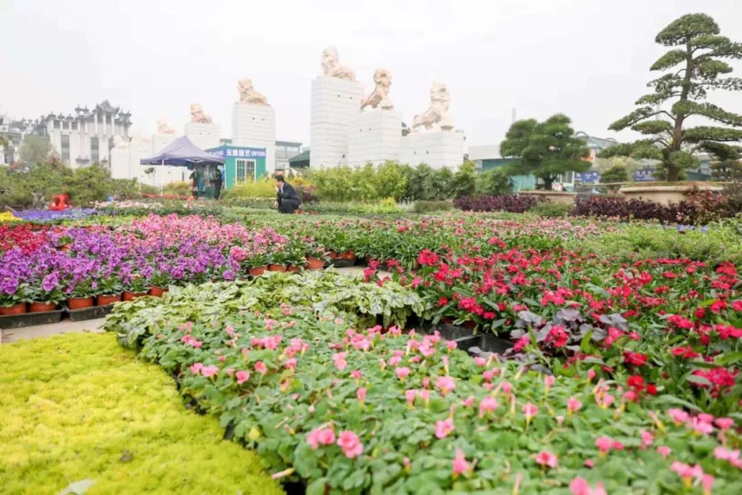 2018首届杭州盆景赏石艺术博览会开幕式在浙江(中国)花木城花城广场