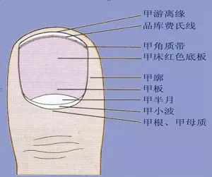 指甲上的白点是缺钙还是生寄生虫了