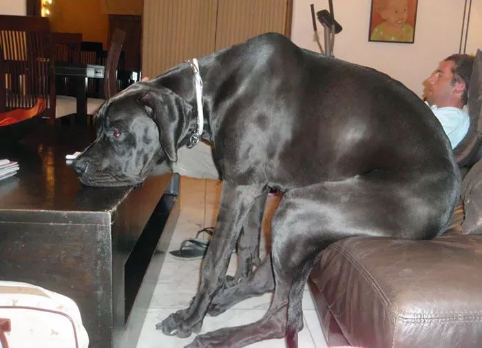 传说中二百斤重的狗狗（大丹犬）