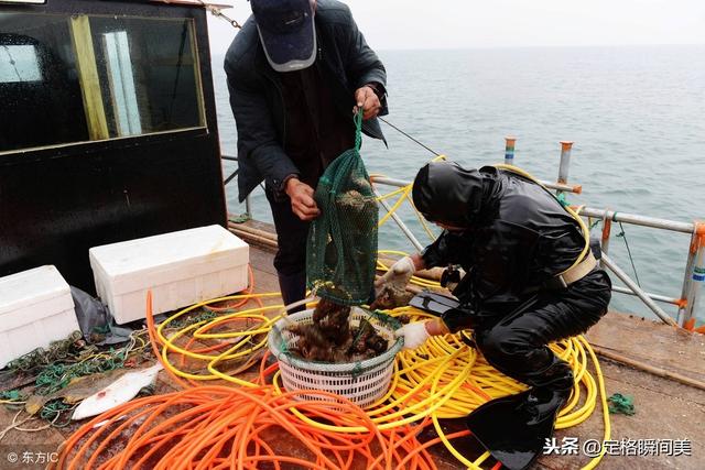 冬季海参肥 职业捞参"海猛子"月薪过万 高收益伴随