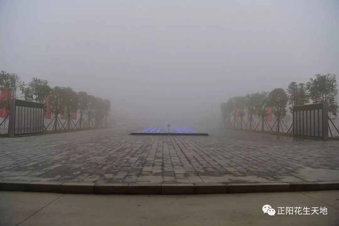 11月29日正阳县被浓雾笼罩,浓雾中的花生天地好似被白茫茫的纱所覆盖