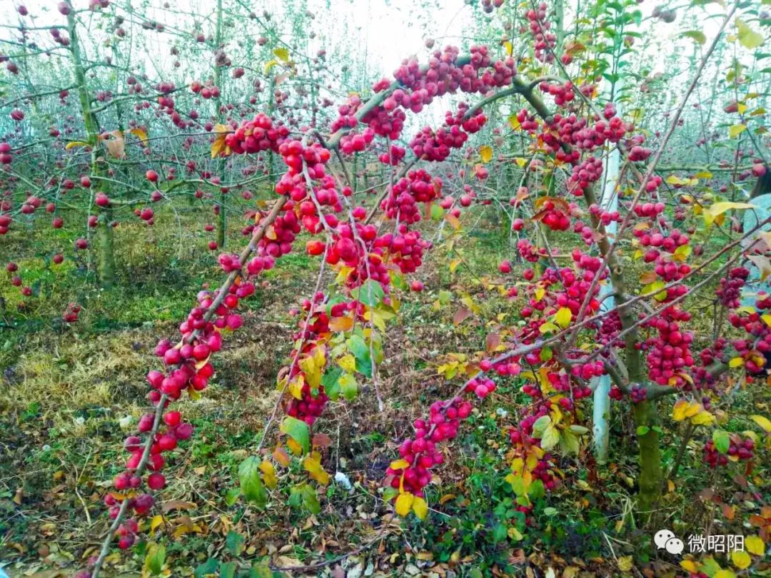 昭阳这个村要建儒家文化,影视和苹果文化基地,打造秋城后花园!