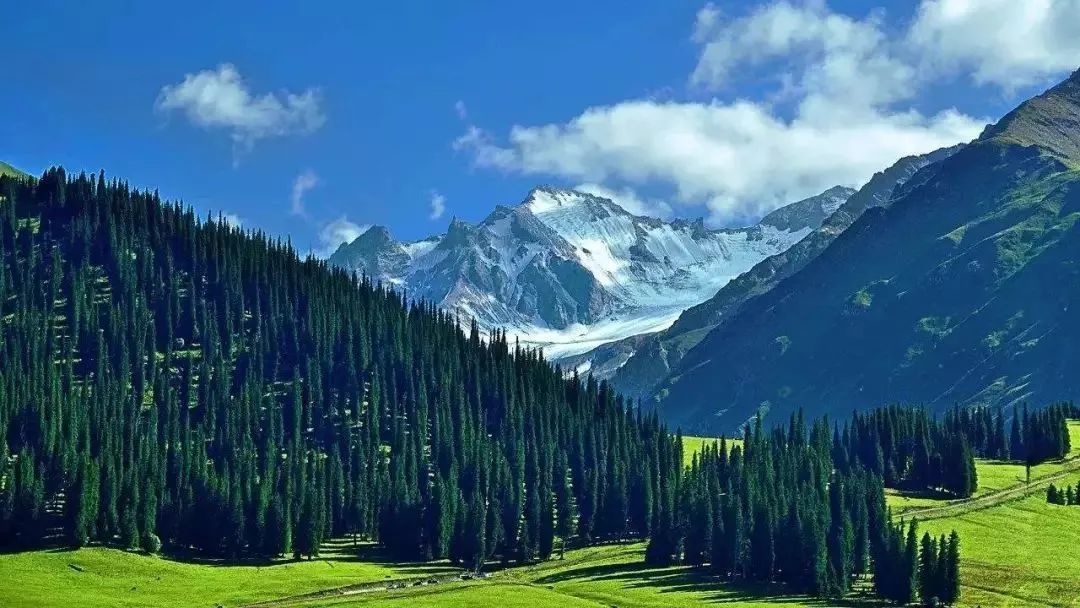 1,天山雪岭云杉林