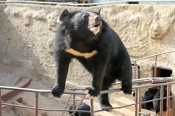 熊类动物,目前在我国主要有三种.分别是黑熊,棕熊,马来熊.