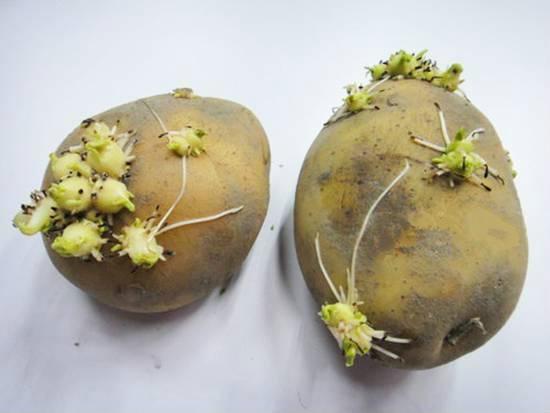 发芽的土豆别丢掉,它的神奇用途很厉害,一年轻松省下几百块